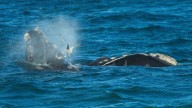 Southern right whales awe admirers in Patagonia after coming back from brink of extinction