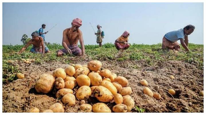 Odisha Government Plans To Cultivate Potatoes On More Than 50,000 Acres Of Land