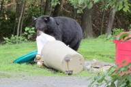 Washington’s Bear Feast Season Is Here