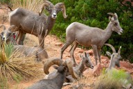 Applications for Utah's 'most prized' hunting permits open Oct. 28