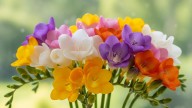 Las tres plantas que podés sembrar en octubre y son ideales para balcones pequeños