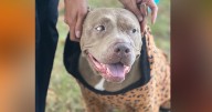 Pets on Set: Jazman