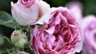 The Role of Bulgarian Roses In Luxury Skincare And Perfumes