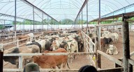 Detectan nuevo caso de gusano barrenador en Querétaro, informa Secretaria de Agricultura