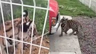 Localizan a Tigre de Bengala en Finca de Villa Hidalgo, Jalisco; ¿Por Qué Estaba Ahí?
