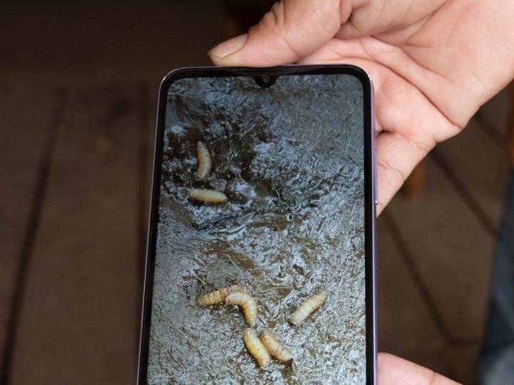 ¡Alerta! Suman 56 casos de miasis en humanos por gusano barrenador