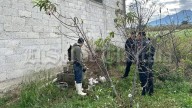 Robo de cerdos vuelve a golpear a productores de Tetlanohcan