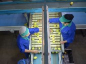 "Estamos reinvirtiendo fuerte": una fruta vive un sorpresivo boom en las exportaciones y esperan dos años con demanda sostenida