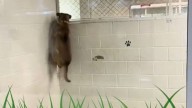 Florida Dog’s Long Wait Of 770 Days In Shelter Results In Emotional Breakdown For Volunteer
