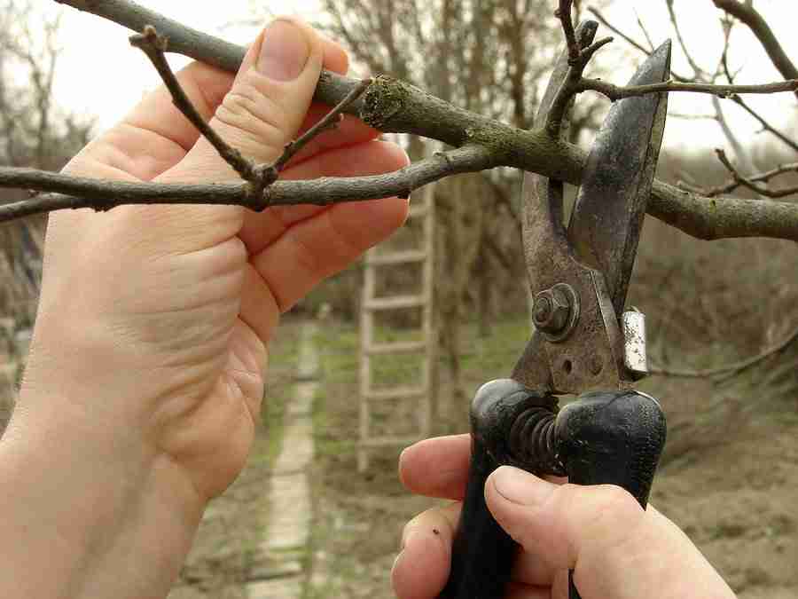 North Iowa Outdoors: Wait Until After Oct. 15 to Prune Oak Trees