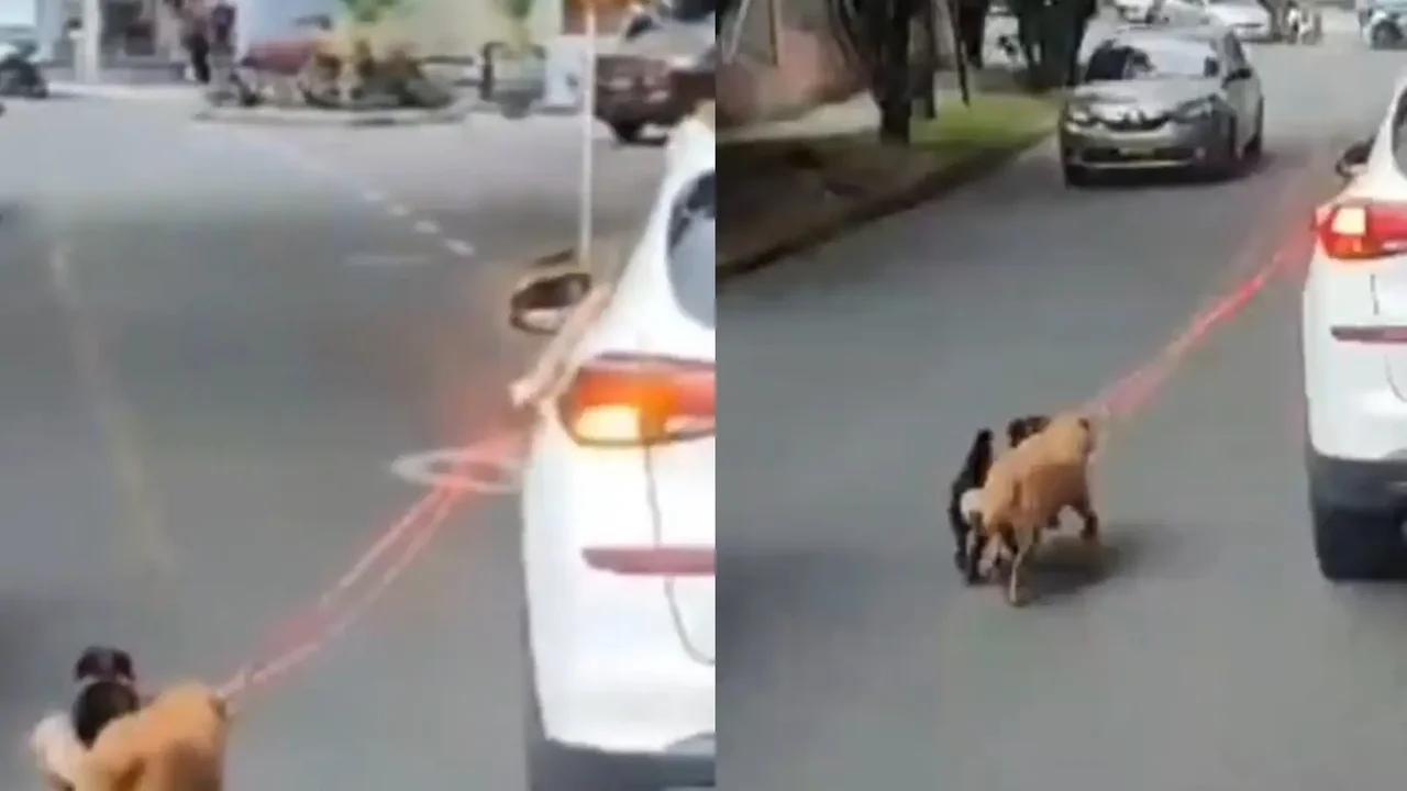 Polémica por video de dos perros amarrados a un carro en movimiento en Itagüí: ¿qué pasó con ellos?