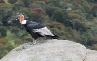Avistamiento de cóndor andino en el Parque Nacional Sierra de la Culata