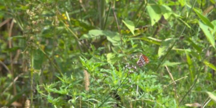 City of Birmingham continues to clear overgrown properties