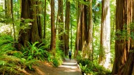 Iconic U.S. National Park's Theft Problem Is Happening At The Worst Possible Time