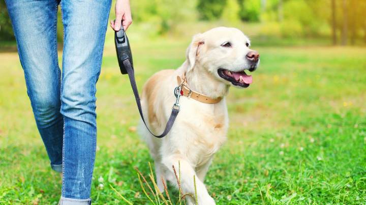 El Ayuntamiento de Valencia permitirá el acceso de los animales a los edificios públicos