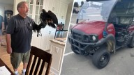 Trained hawk stolen from SoFi Stadium found, 1 still missing