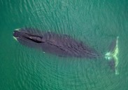 ¿Cómo logran las ballenas de Groenlandia vivir más de 200 años?