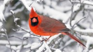 The Fruit Tree That Will Attract Birds To Your Yard, Even In Winter