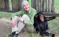 Muere Jane Goodall a los 91 años: la mujer que dio voz a los chimpancés