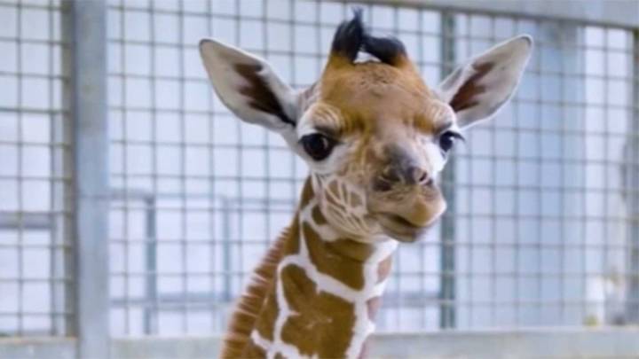 Dallas Zoo celebrates arrival of a health male giraffe