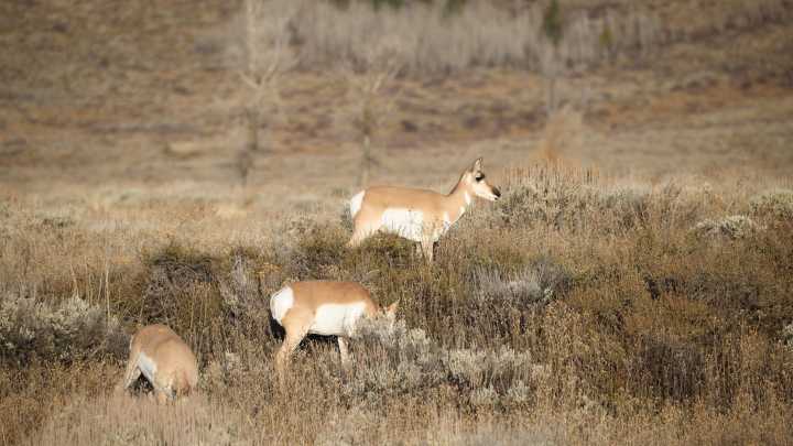 WGFD warns against using AI search results for rules, regulations