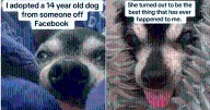 Senior Chihuahua Abandoned by Owner Finds Love and Peace in Her Final Days