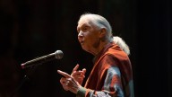 Renowned conservationist Jane Goodall dies at 91