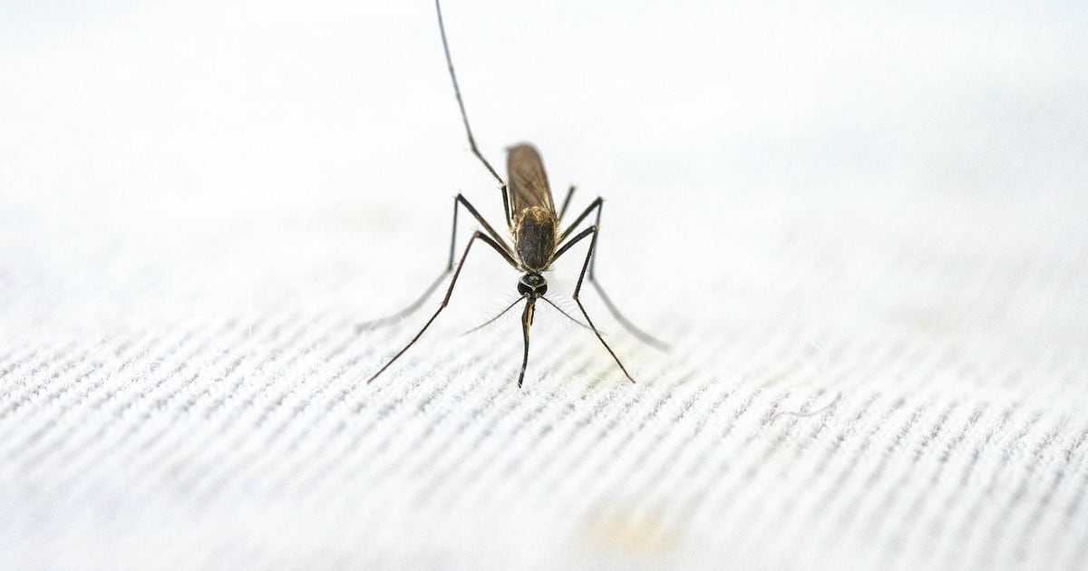Mosquitoes found in Iceland for first time