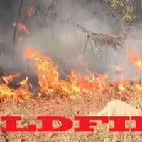 Wind toppled a tree onto a power line resulting in a wildfire in Newton County