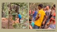 ‘Such backward people’: West Bengal man harasses wild elephant by pulling its tail, video sparks outrage
