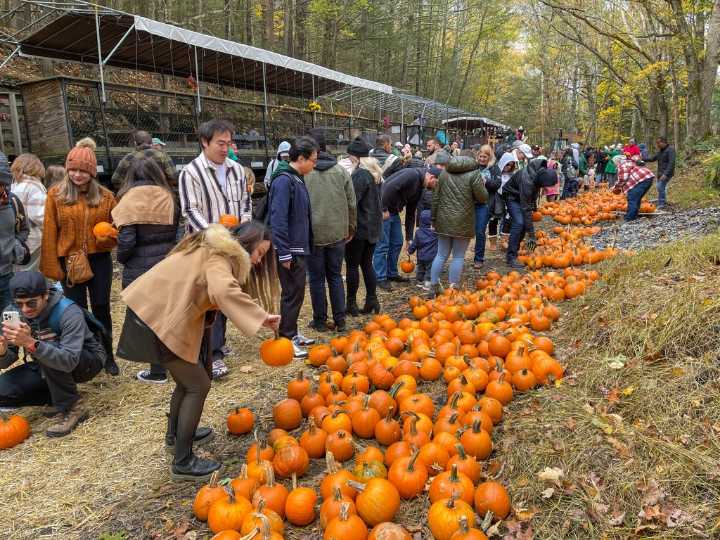 Catskill Mountain Railroad’s Pumpkin Express rides start Oct. 18