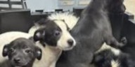 5 puppies found abandoned in Lake County dumpster