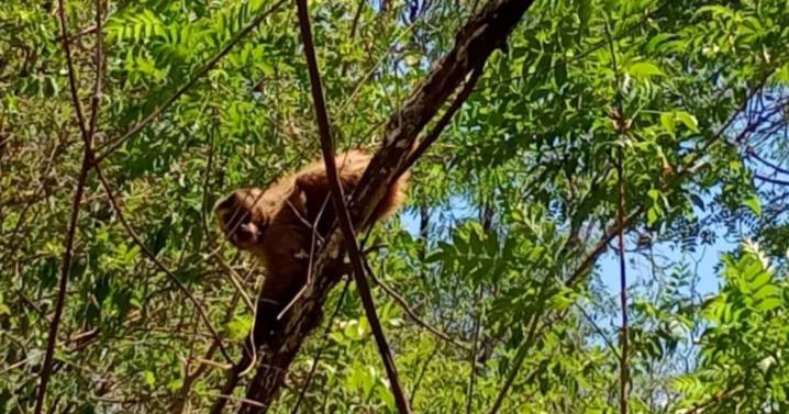Jujuy avanza en estrategias de biodiversidad