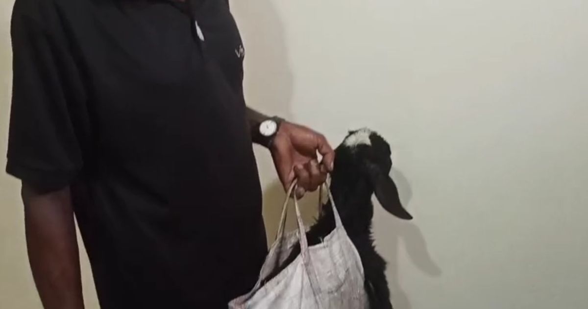 Odisha farmer brings goat to Collector’s hearing, seeks assistance