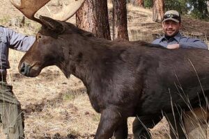 Taking a shot at this still bull moose could cause you to lose money and hunting license