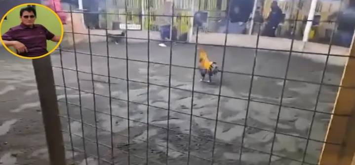 Un hombre falleció al ser atacado por su propio gallo de pelea en Perú