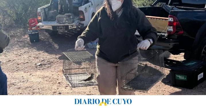 Cardenales amarillos rescatados en la provincia, fueron liberados en áreas protegidas de San Luis