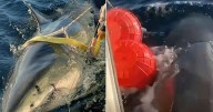 Gleeful boffins say largest great white shark ever recorded 'Contender' now threatens UK waters