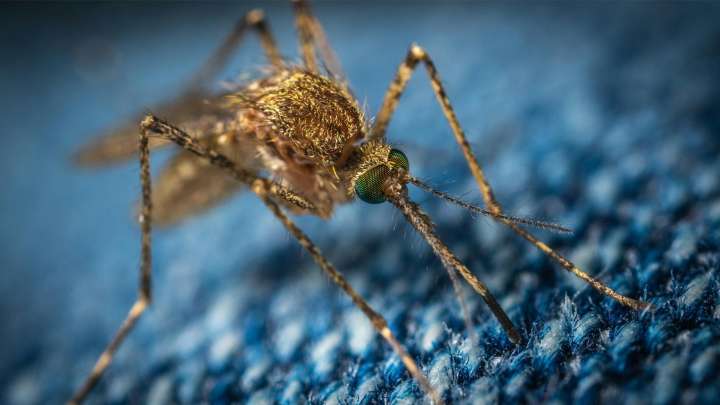 Los mosquitos siguen activos a pesar del clima más frío y pueden transmitir el virus del Nilo Occidental