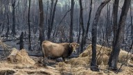 El Gobierno activa las ayudas a los agricultores afectados por los incendios: de 1.500 a 16.000 euros