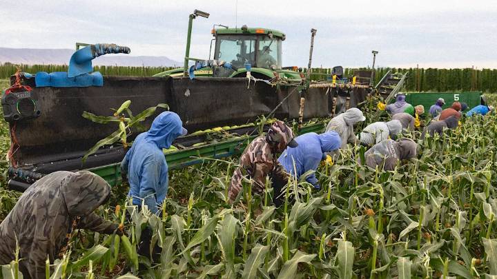 Trump’s labor department says Trump’s mass deportations pose ‘immediate dangers’ to our food supply