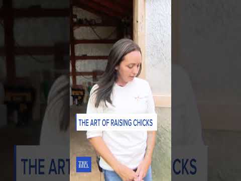 THE ART OF RAISING CHICKS