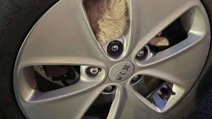 Indiana Woman Sees Something Furry Jump Into Car Tire And Can’t Believe What She Finds Inside
