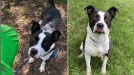 Arkansas Dog Tears Hearts Apart After Spending Over 700 Days Waiting For A Family