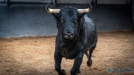 Los novillos de Fuente Ymbro meten miedo y prometen una tarde de emociones fuertes