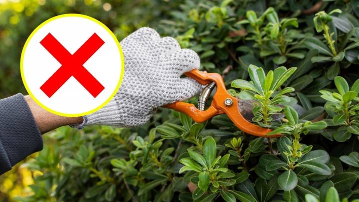 ¿Amante de la jardinería? Estas son las 12 plantas que no debes podar en primavera