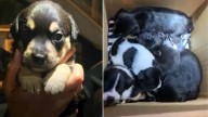 North Carolina Residents Discover A Box Of Tiny Pups Left Behind In The Night