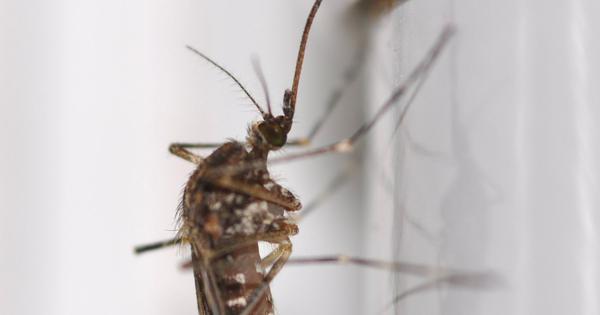 Mosquitoes found in Iceland for the first time amid rising global temperatures