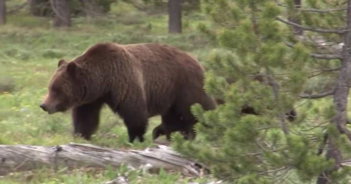 Hunters fire handguns, deploy bear spray in separate Montana grizzly encounters