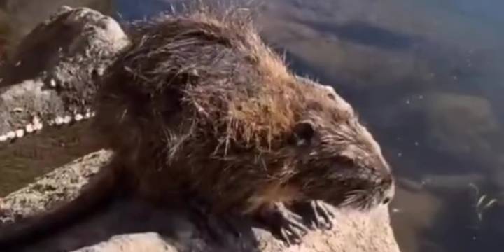 Rescataron una especie autóctona en una fuente urbana de Neuquén y la devolvieron a su hábitat natural
